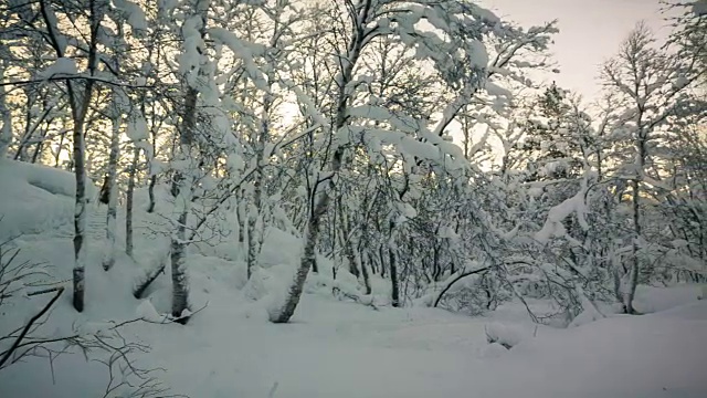 冬季森林视频素材