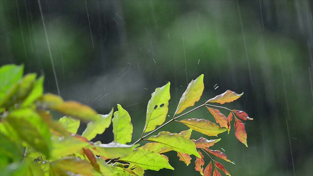 热带雨视频素材