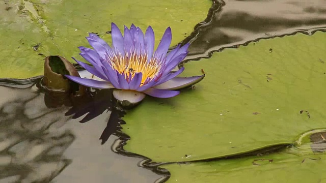 紫莲花开着蜜蜂飞视频素材