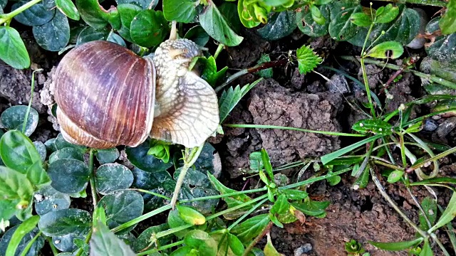 蜗牛在花园里吃绿叶视频素材