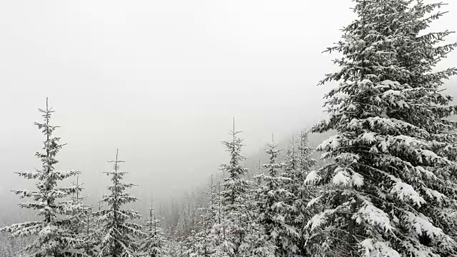 白雪覆盖的冷杉树视频素材