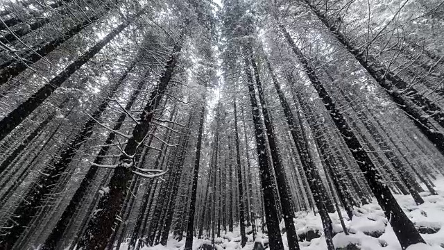 白雪覆盖的冷杉树视频素材