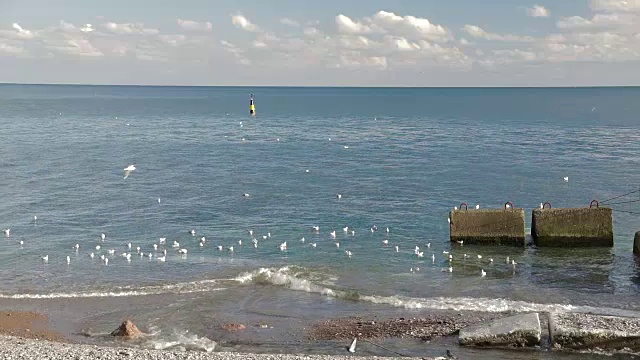 海鸥吃视频素材