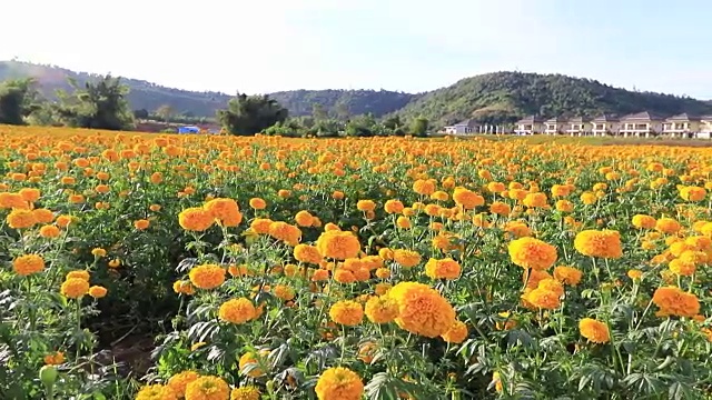 万寿菊或万寿菊的花视频素材