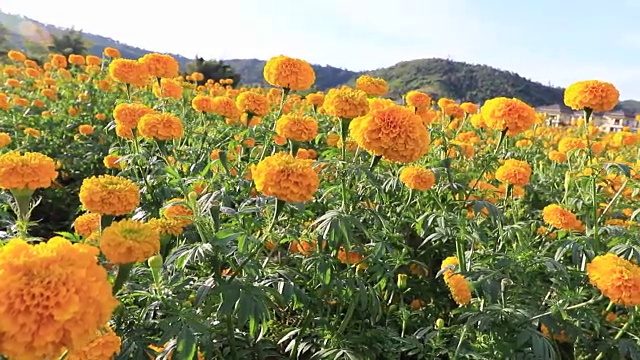 万寿菊或万寿菊的花视频素材