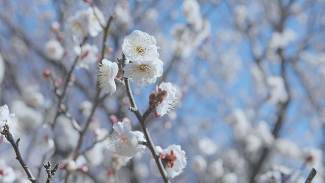 日本白梅，昭和纪念公园，东京，日本视频素材