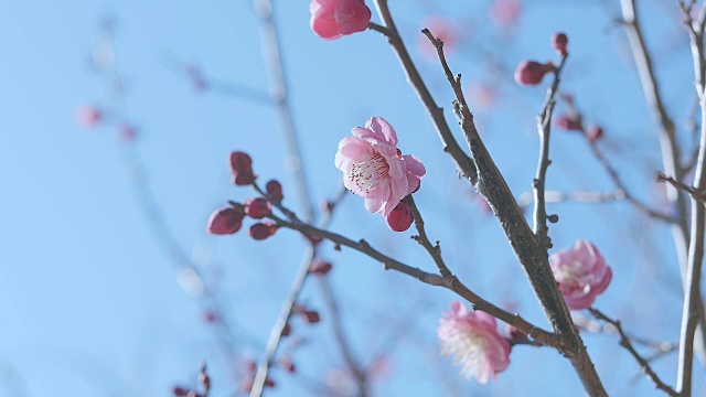 日本红梅，昭和纪念公园，东京，日本视频下载