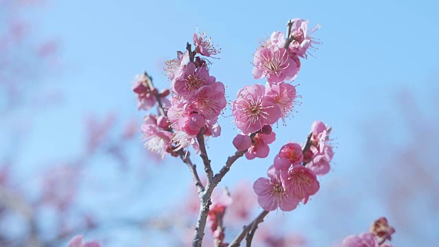 日本红梅，昭和纪念公园，东京，日本视频素材