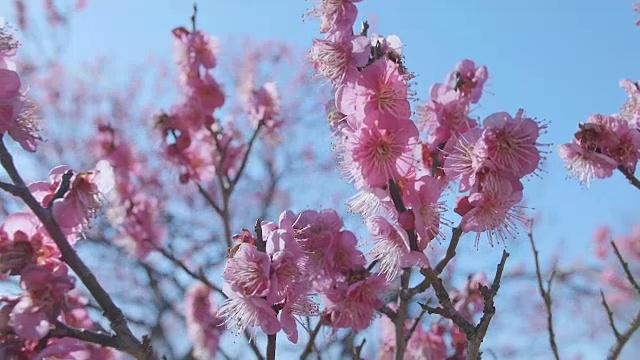 日本红梅，昭和纪念公园，东京，日本视频下载