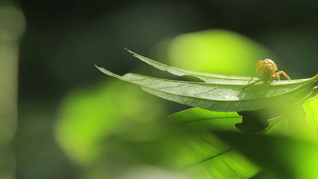 亚马逊丛林的蜘蛛视频素材