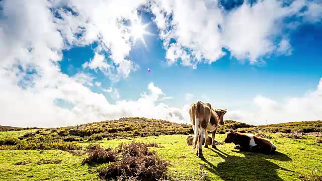 几头牛在高山里吃草视频素材