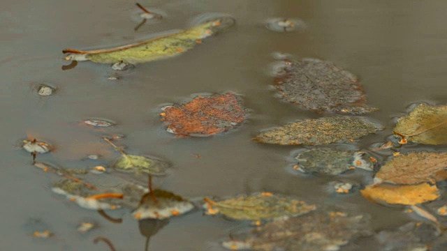 黄叶秋浮于水潭潭视频素材