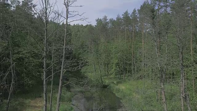 河流和森林的飞行无人机视频素材