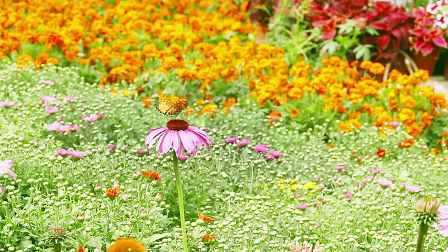 HD1080p:花园里蝴蝶飞舞视频素材