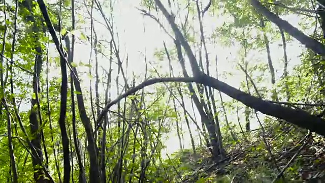 漫步在阳光下的森林里视频素材