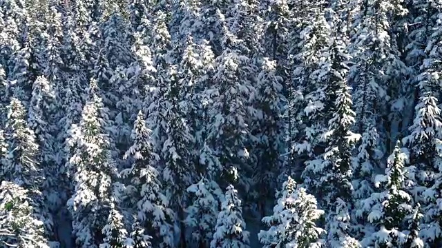 飞越积雪的常青树视频素材