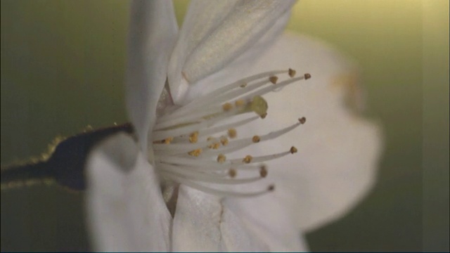 水滴落在樱花上，滚下花瓣视频素材