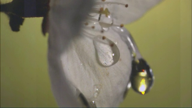 水滴落在樱花上，滚下花瓣视频素材