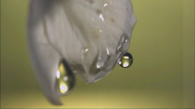 水滴落在樱花上，滚下花瓣视频素材