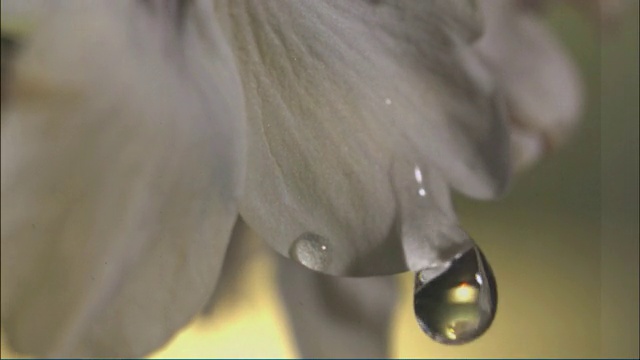 水滴落在樱花上，滚下花瓣视频素材