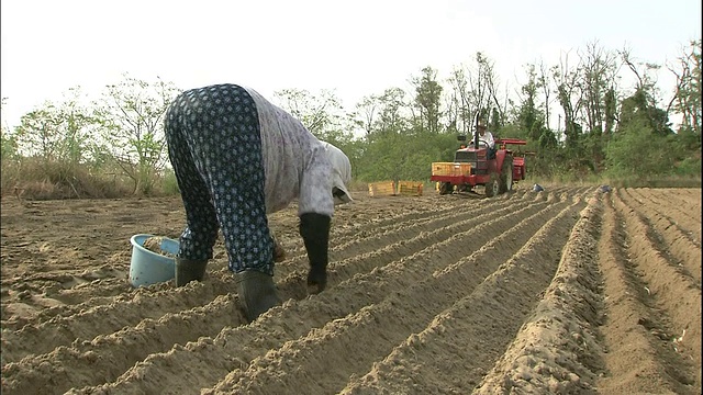 日本，农民在耕过的田里工作视频素材