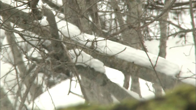 从覆盖着积雪的树干到覆盖着繁茂苔藓的地面，日本视频素材