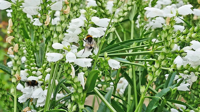 大黄蜂视频素材