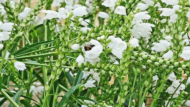 大黄蜂视频素材