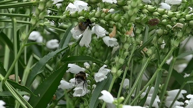 大黄蜂视频素材