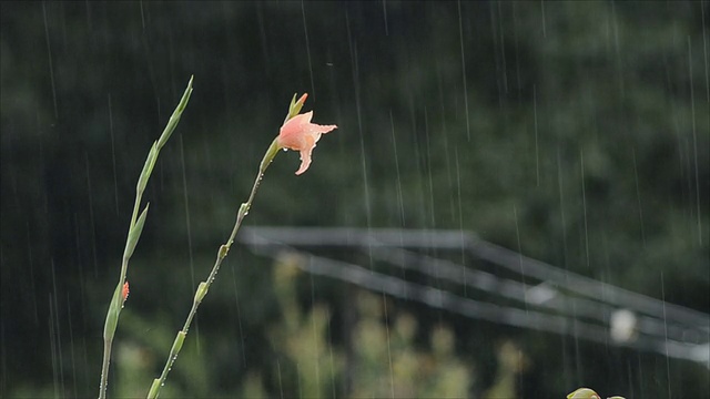 花和降雨视频下载