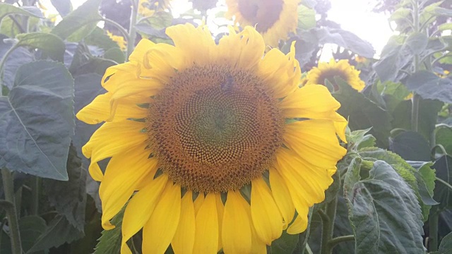 向日葵和蜜蜂找到了花粉视频素材