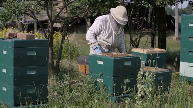 养蜂人正在收割蜂蜜视频下载