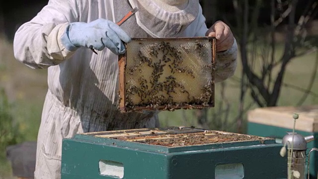 养蜂人控制着蜂箱视频下载