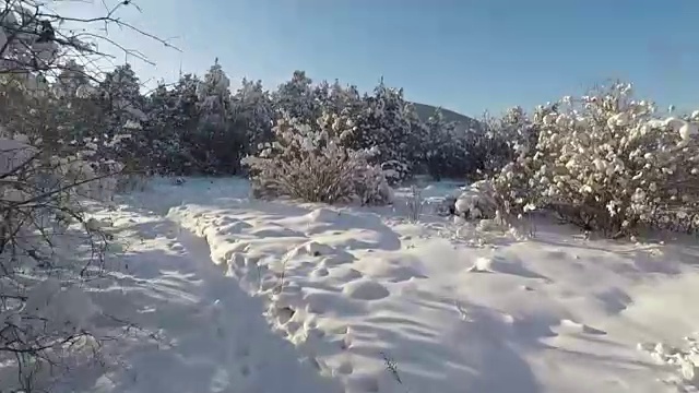 拍摄通过雪域森林树木在冬天全高清视频素材