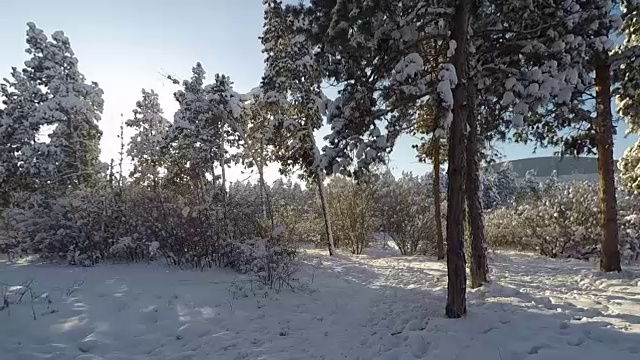 拍摄通过雪域森林树木在冬天全高清视频素材