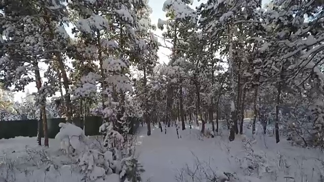 拍摄通过雪域森林树木在冬天全高清视频素材