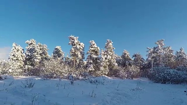 拍摄通过雪域森林树木在冬天全高清视频素材