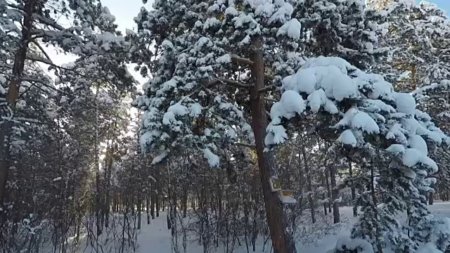 拍摄雪域森林树木在冬天全高清视频素材