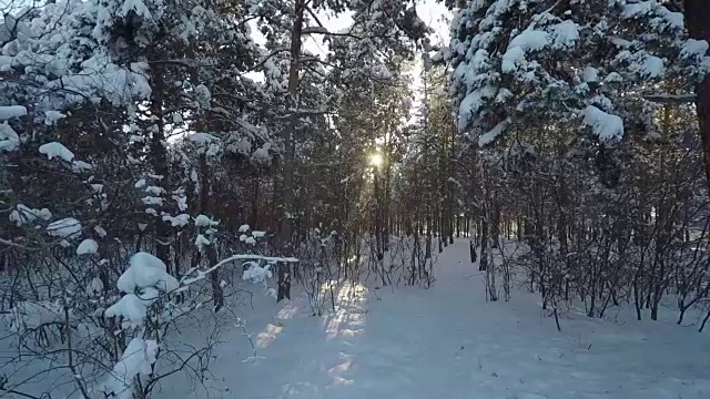 拍摄雪域森林树木在冬天全高清视频素材