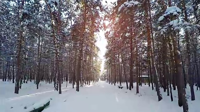 拍摄通过雪域森林树木在冬天全高清视频素材