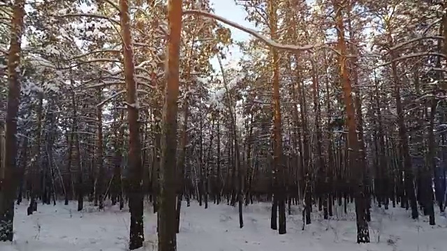 拍摄通过雪域森林树木在冬天全高清视频素材