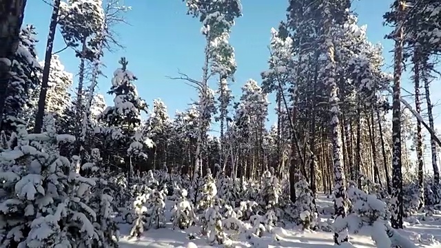 拍摄通过雪域森林树木在冬天全高清视频素材