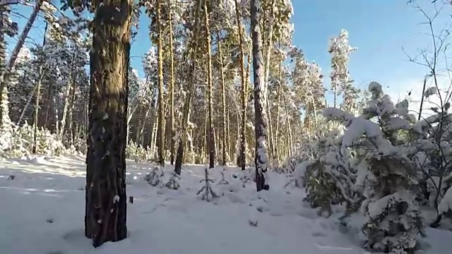 拍摄通过雪域森林树木在冬天全高清视频素材