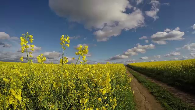 美丽的农田，油菜地，早春的乡村道路视频素材