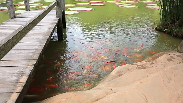 池塘里有鲤鱼视频素材