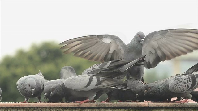 鸽子吃大米视频下载