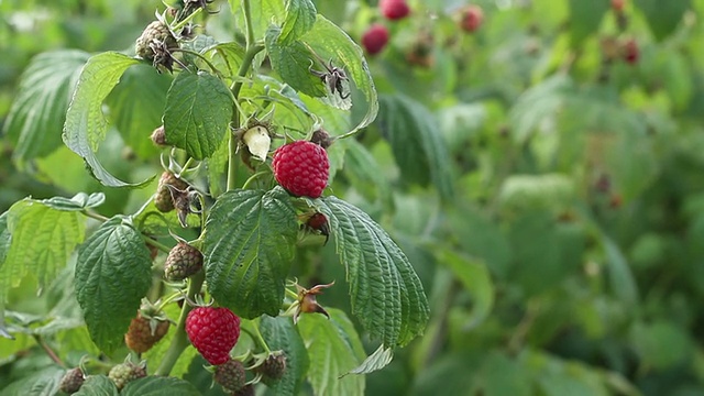 近距离种植有机覆盆子视频素材