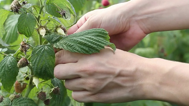 在水果农场从植物上采摘覆盆子，近距离视频素材