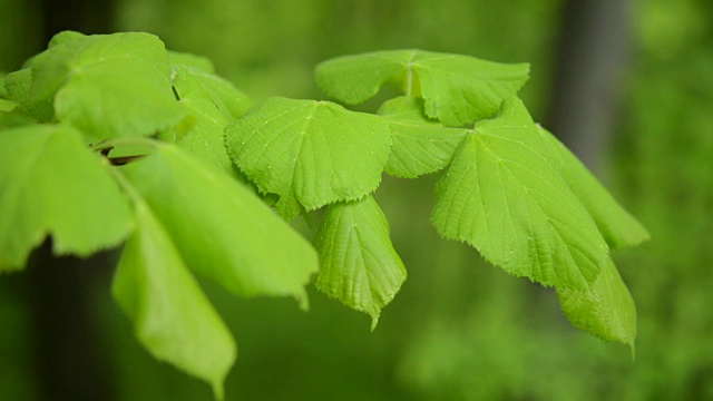 绿光叶自然背景椴树视频素材