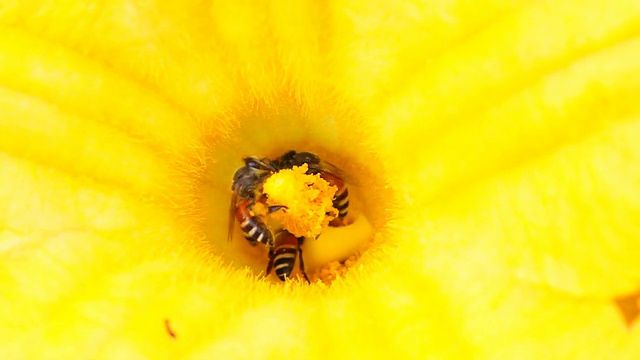 蜜蜂采集花粉视频素材